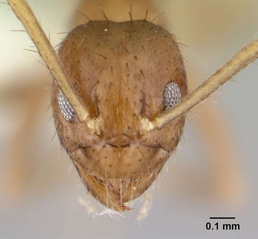 Image de Nylanderia incallida