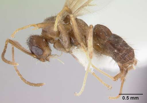 Image of Nylanderia jaegerskioeldi