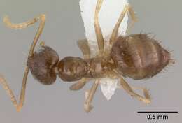 Image of <i>Nylanderia boltoni</i>