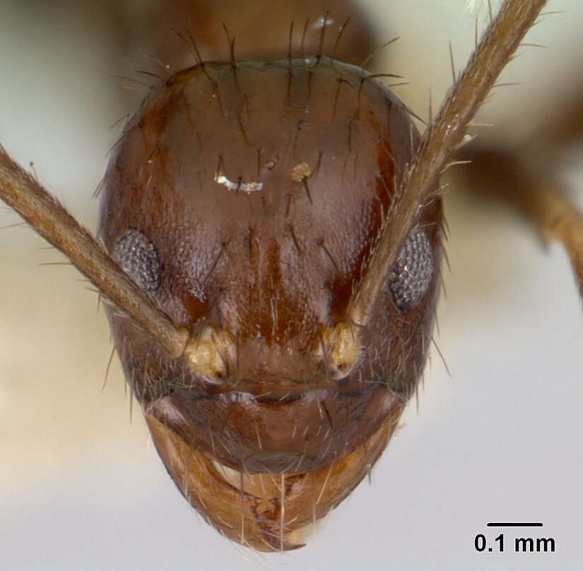 Image of <i>Nylanderia silvula</i>