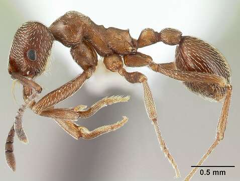 Image de Kalathomyrmex Klingenberg & Brandão