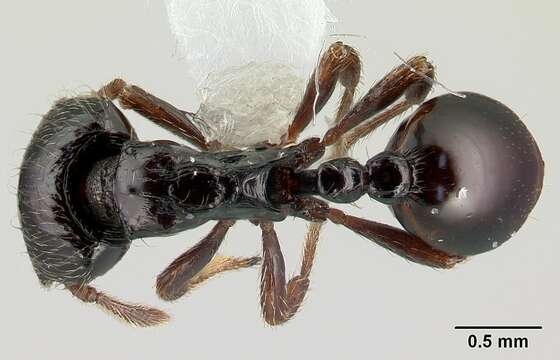 Image de Phalacromyrmex