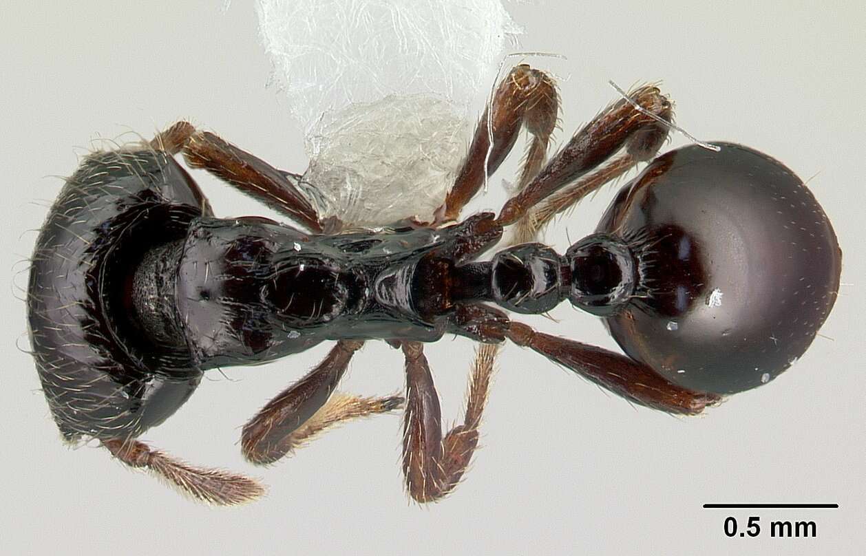 Plancia ëd Phalacromyrmex