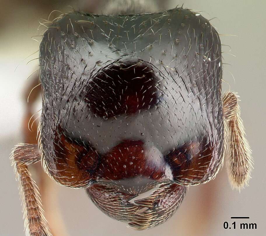 Plancia ëd Phalacromyrmex