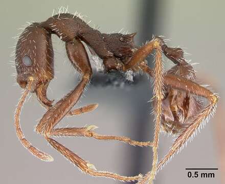 Image of Aphaenogaster balcanica (Emery 1898)