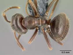 Imagem de Lasius platythorax Seifert 1991