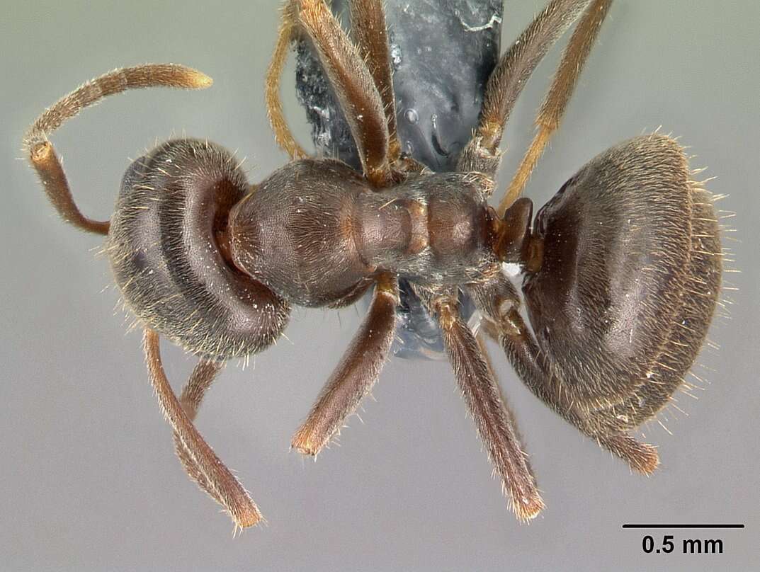 Imagem de Lasius platythorax Seifert 1991