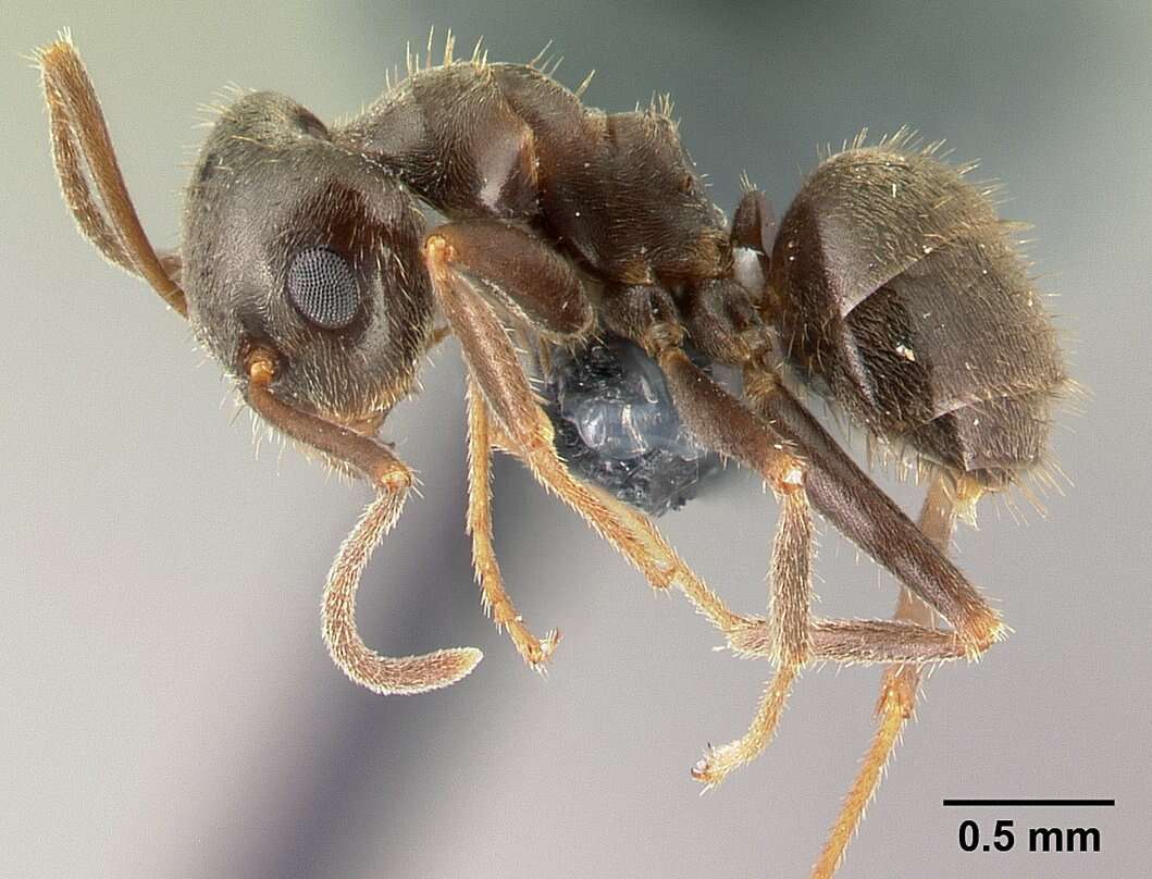 Imagem de Lasius platythorax Seifert 1991