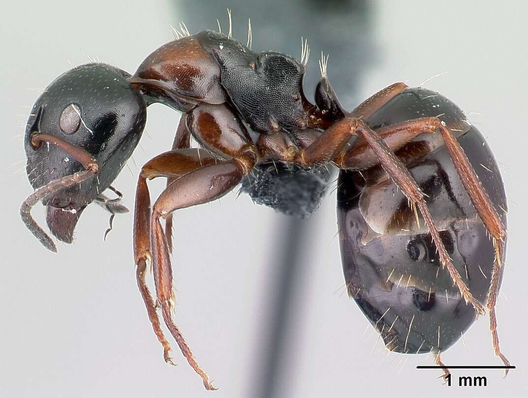 Plancia ëd Camponotus dalmaticus (Nylander 1849)