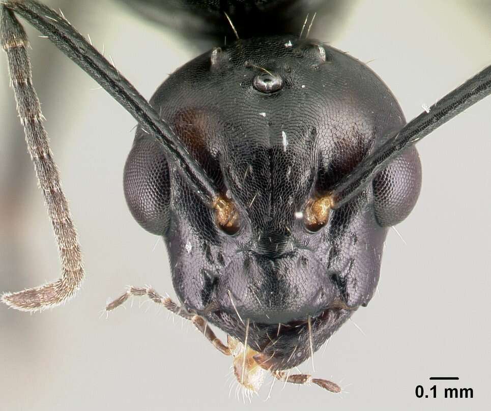 Plancia ëd Camponotus dalmaticus (Nylander 1849)