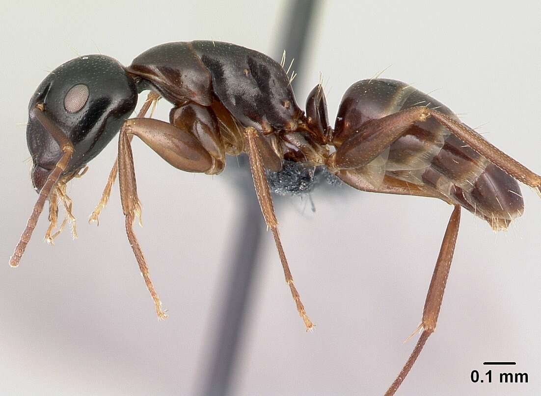 Image of Camponotus fallax (Nylander 1856)