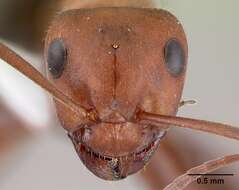 Image of Northern Red Wood Ant