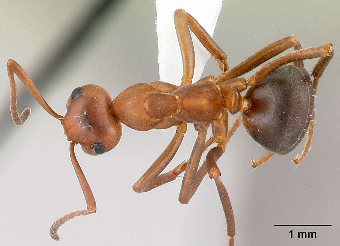 Image de Formica postoculata Kennedy & Dennis 1937