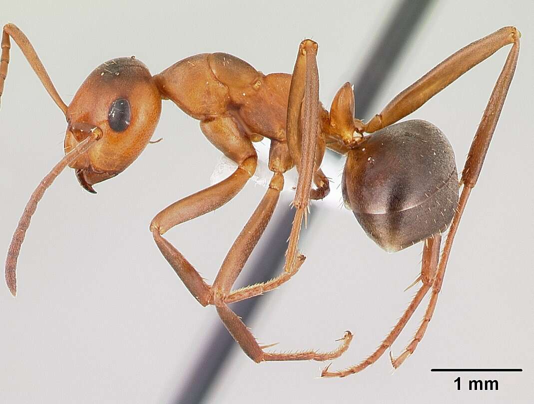 Image of Formica postoculata Kennedy & Dennis 1937