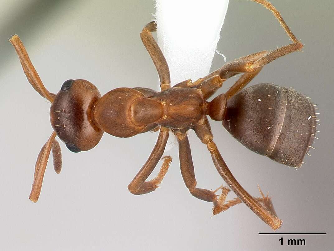 Image de Formica postoculata Kennedy & Dennis 1937