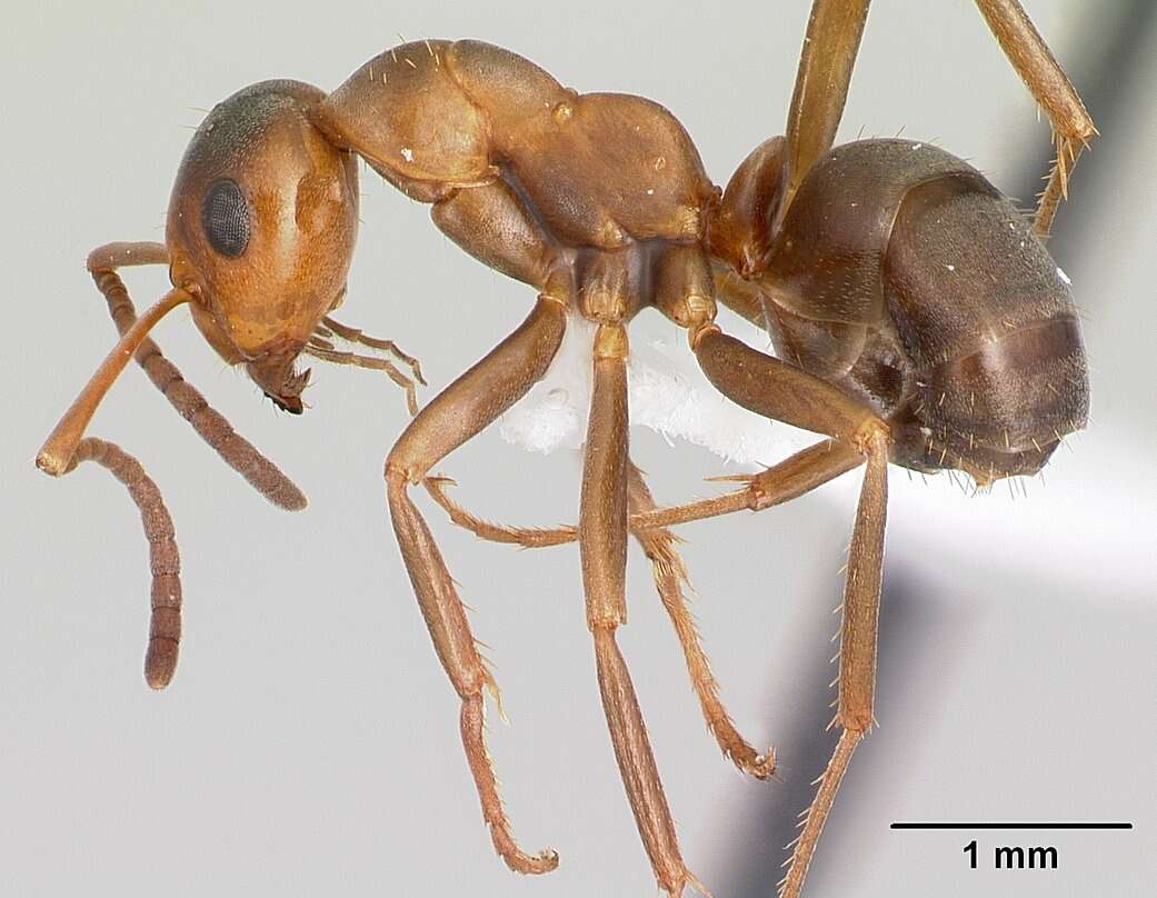 Image de Formica postoculata Kennedy & Dennis 1937