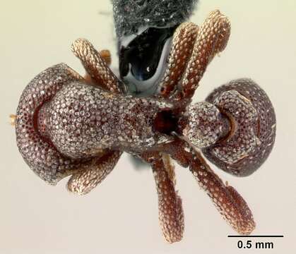 صورة Eurhopalothrix dubia Taylor 1990