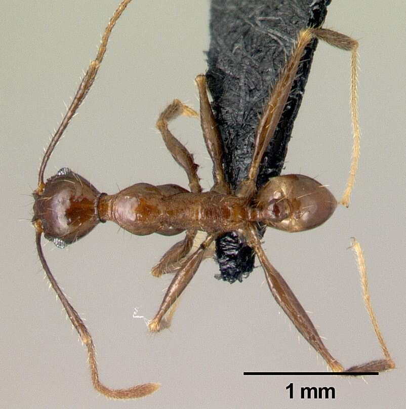 Image of Pheidole submonticola