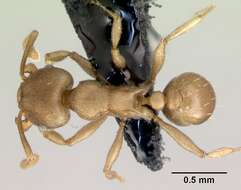 Image of Tetramorium wroughtonii