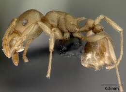 Image of Tetramorium wroughtonii