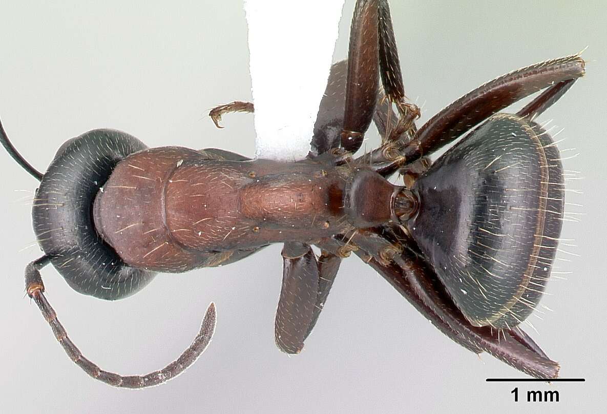 Plancia ëd Camponotus novaeboracensis (Fitch 1855)