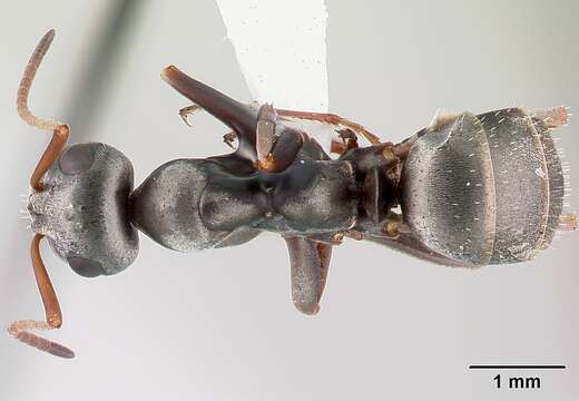 Image of wood ant