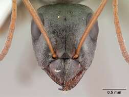 Image of wood ant