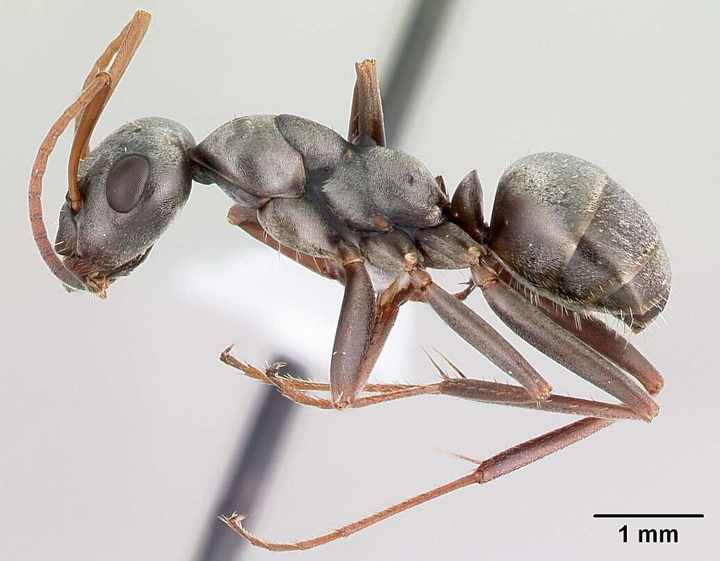 Image of wood ant