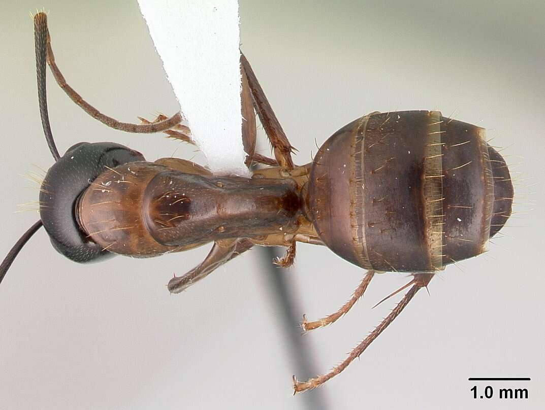 صورة Camponotus americanus Mayr 1862