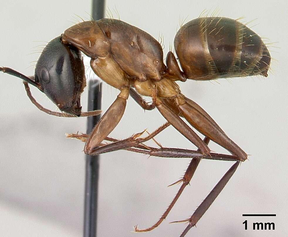 صورة Camponotus americanus Mayr 1862