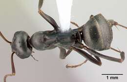 Image of SIlky Ant