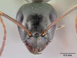 Image of SIlky Ant