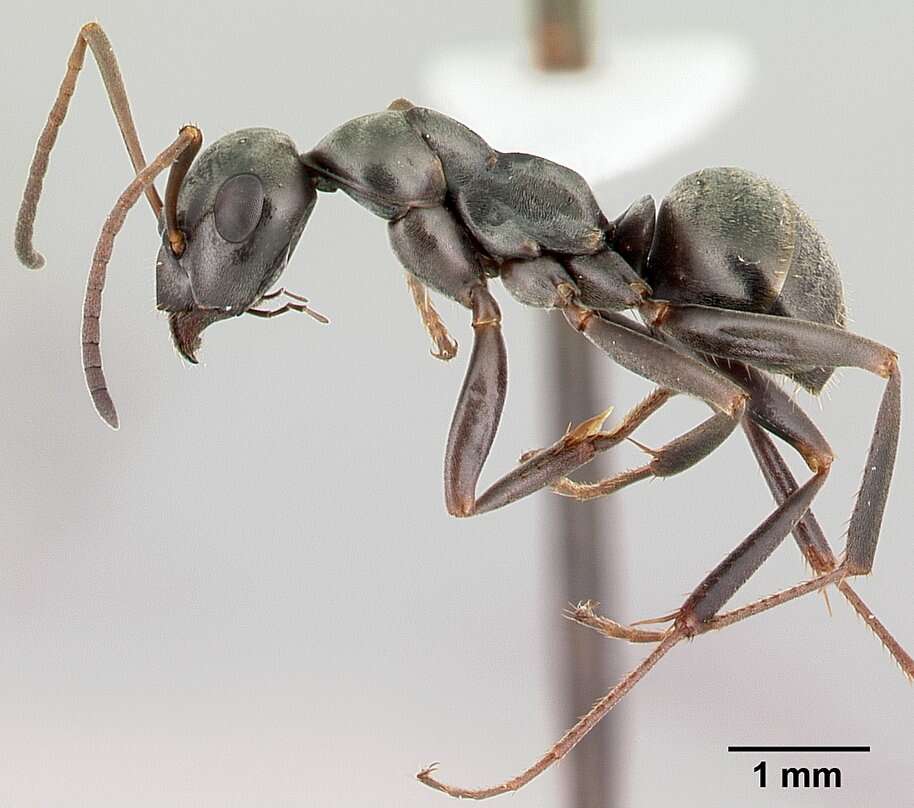 Image of SIlky Ant