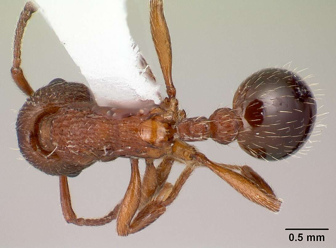 Слика од Myrmica incompleta Provancher 1881