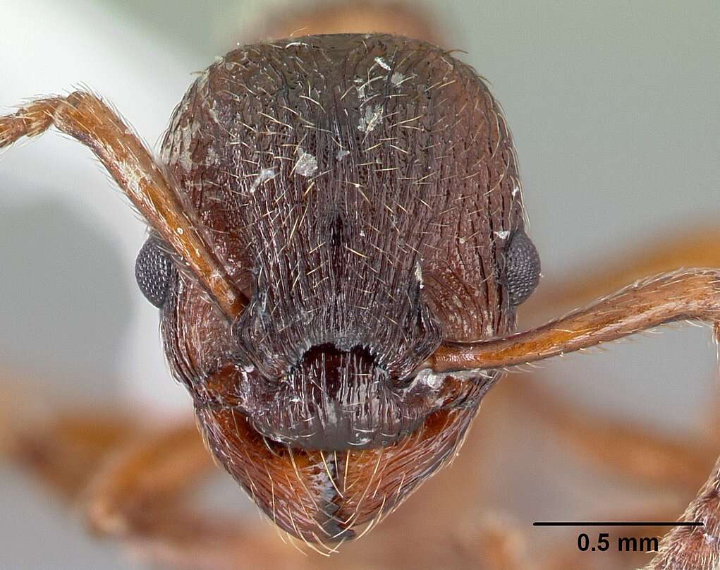 Слика од Myrmica incompleta Provancher 1881