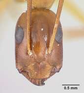 Imagem de Camponotus baldaccii Emery 1908