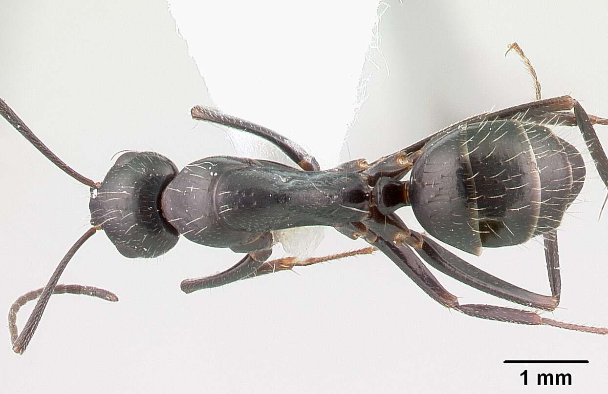 Image of Camponotus aethiops (Latreille 1798)