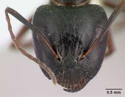 Image of Camponotus aethiops (Latreille 1798)