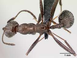 Image of Aphaenogaster picena Baroni Urbani 1971