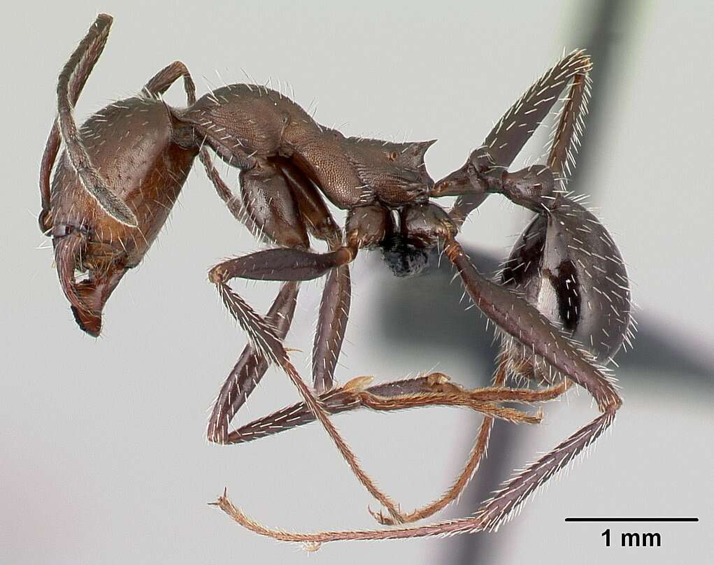 Image of Aphaenogaster picena Baroni Urbani 1971