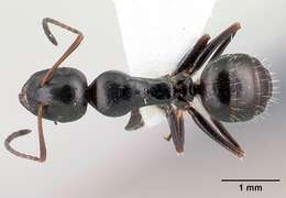 Image of Camponotus piceus (Leach 1825)