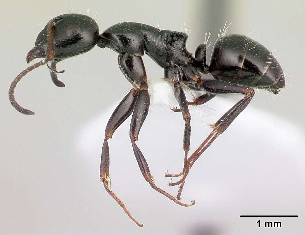 Image of Camponotus piceus (Leach 1825)