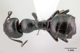 Image of Camponotus piceus (Leach 1825)