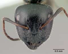 Image of Camponotus piceus (Leach 1825)