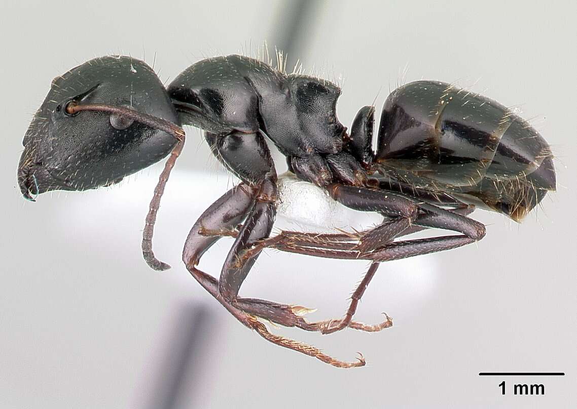 Image of Camponotus piceus (Leach 1825)