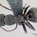 Image of Camponotus kiesenwetteri (Roger 1859)