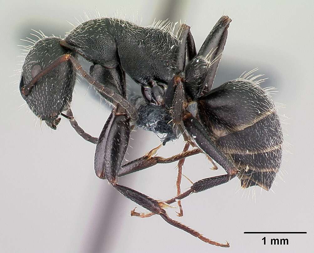 Image of Camponotus kiesenwetteri (Roger 1859)