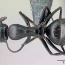 Image of Camponotus gestroi Emery 1878