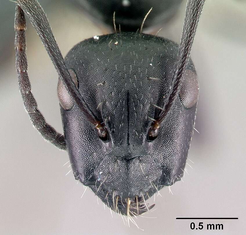 Camponotus gestroi Emery 1878的圖片