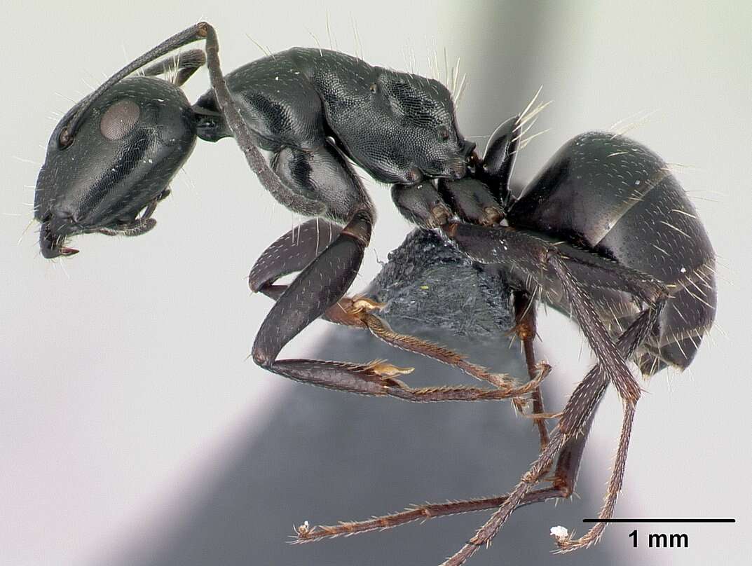 Plancia ëd Camponotus gestroi Emery 1878